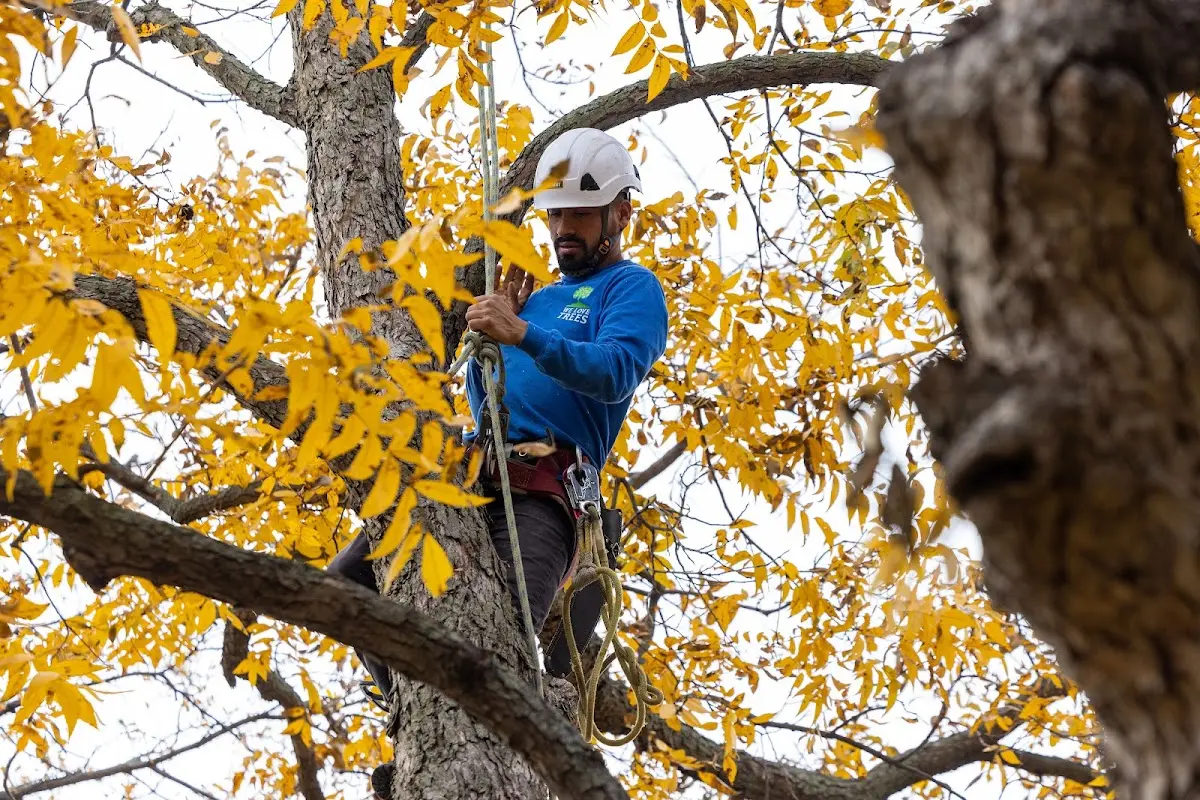 Skilled Tree Trimming crew working in Farmer City