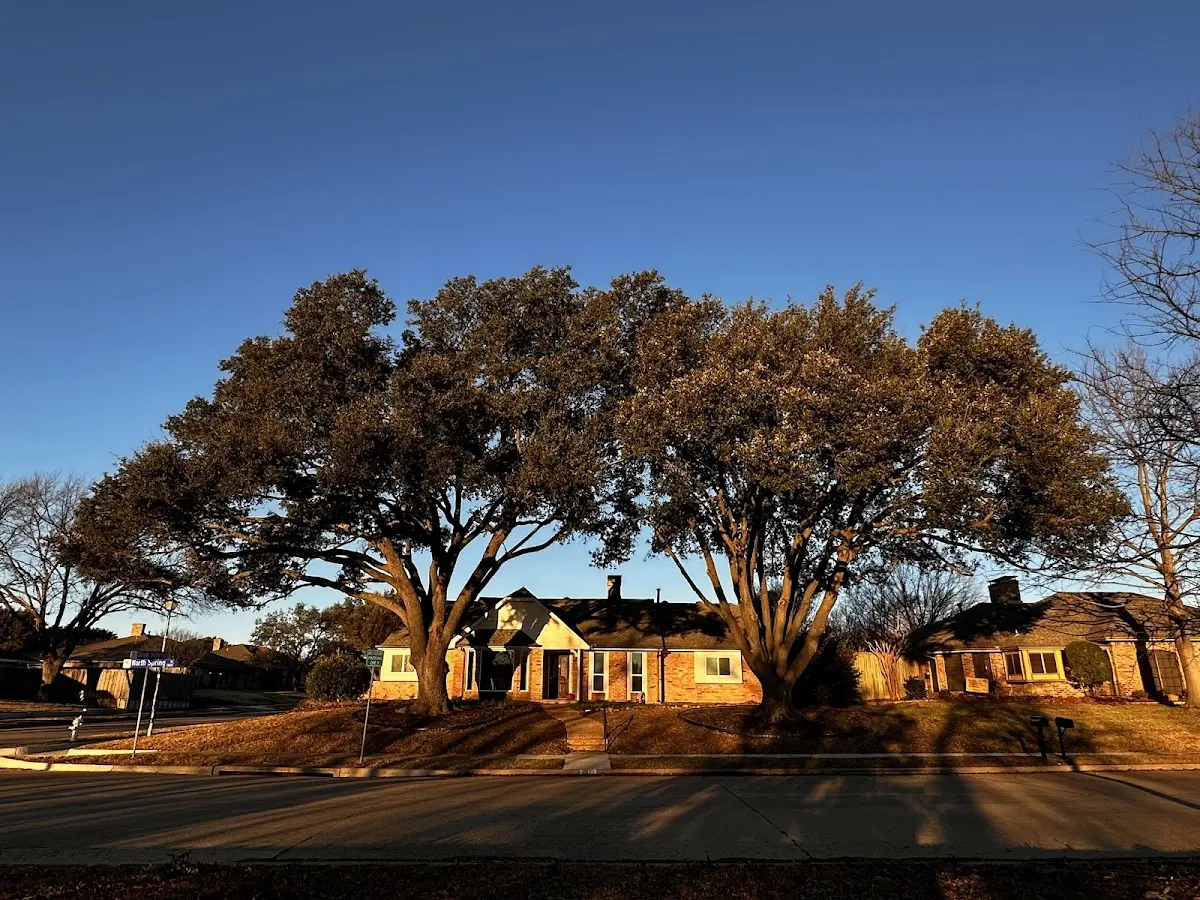 Established residential canopy tree shading a home in Farmer City
